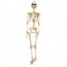 Squelette 90 cm