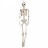 Squelette 160 cm