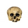 Crâne sans Menton 20 cm en Plastique