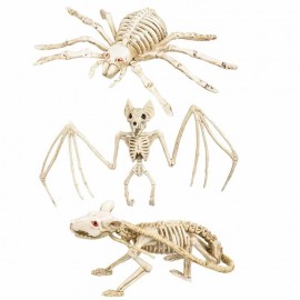 Squelette de Rat