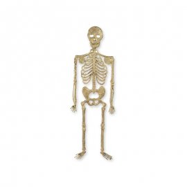 Squelette de Mur 32cm