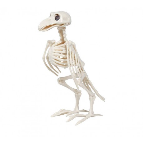 Squelette de corbeau 20 cm
