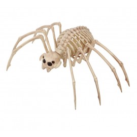Squelette Tarentule 35X20 cm