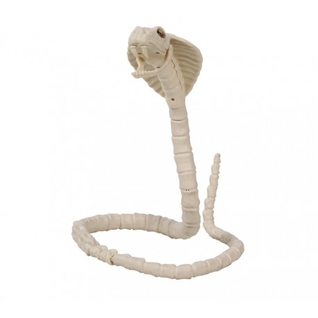 Squelette de Cobra 100 cm