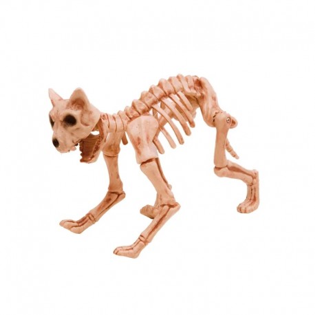 Squelette de chat