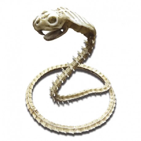 Squelette Cobra