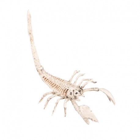 Squelette Scorpion