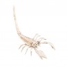Squelette Scorpion