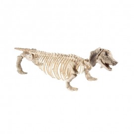 Squelette de chien saucisse 55 cm