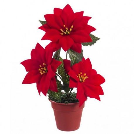 Pot 3 Poinsettia 20 Cm