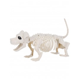 Squelette de chien 55 cm