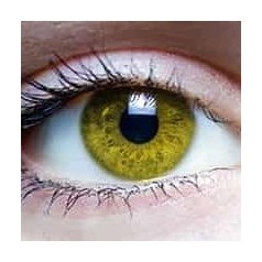 Lentilles Jaunes